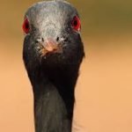 Demoiselle Cranes in India